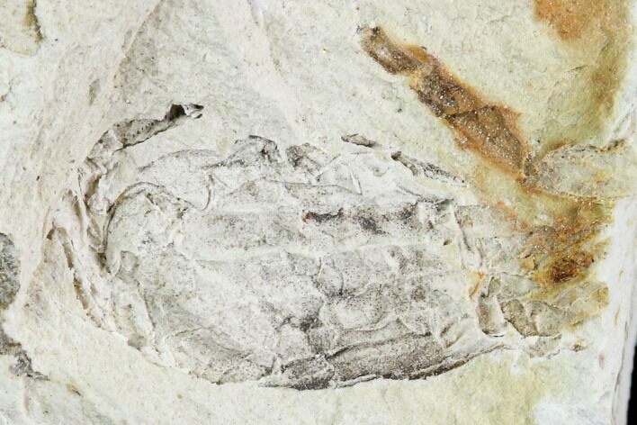 Fossil Pea Crab (Pinnixa) From California - Miocene #105034